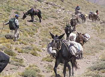 Mules are used to carry loads to Aconcagua base camp