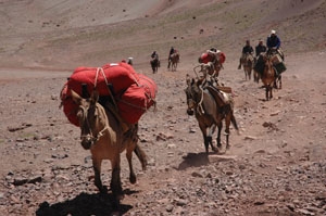 Mules loaded with our duffels head towards Plaza de Mulas