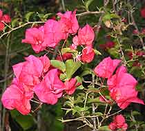 Flowers in the Amazon Basin