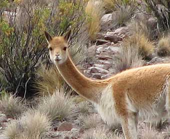 Wild llama