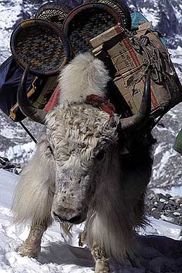 Heavily laden yak heads for base camp