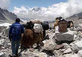 Yaks arriving at Everest Base Camp