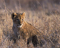 Lion cub