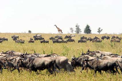 We got used to seeing the migration with long lines of thousands of wildebeest and zebras, often with tall giraffes walking along.