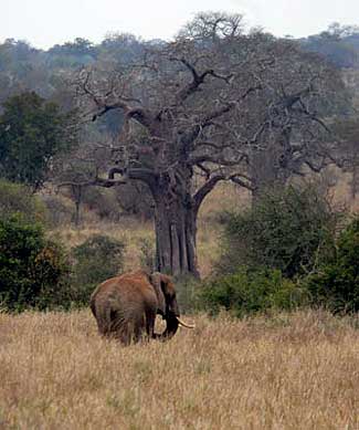 We loved seeing all the Baobab trees in Tarangire on our last day of Safari