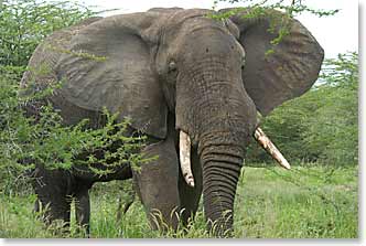 Elephant