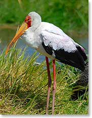 Hornbill
