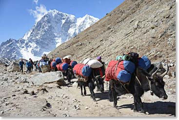 Yaks carry our gear duffel bags from lodge to lodge