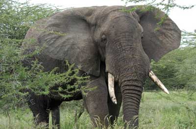 Elephant