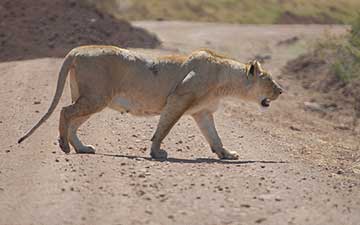 Lion
