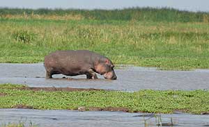 Hippo
