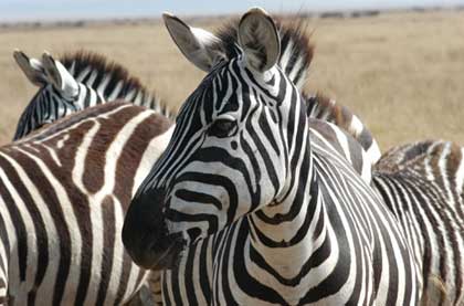 Zebras