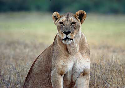 Lioness