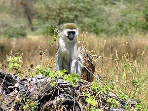 Monkey
