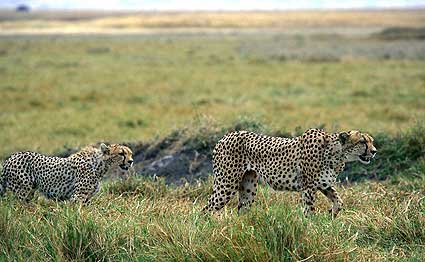 cheetahs