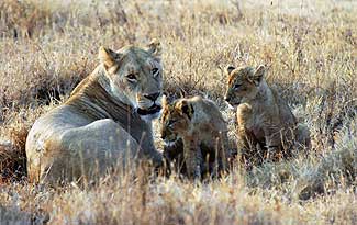 Lion cubs