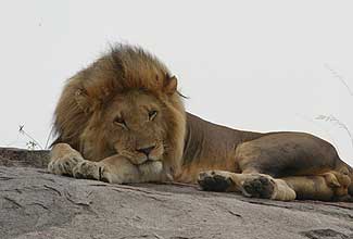 Lion on rock