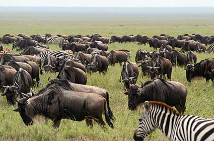 Wild life