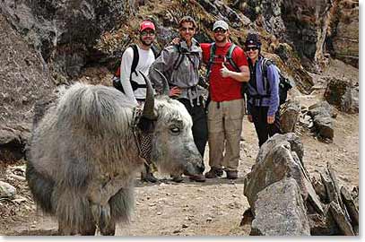 Team and Yak