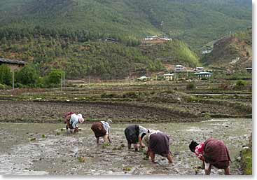 Woman planting the rice on nearby fields