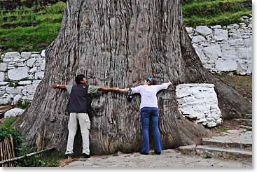We saw the largest Cypress tree any of us had ever seen