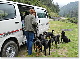 Along the road in Bhutan... How does she attract them so quickly?