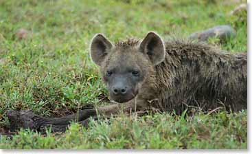 Hyena