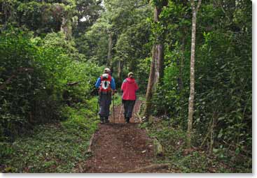 Hiking through the rain forest