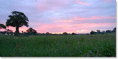 Bright orange and red skies cover the landscapes in Tarangire Park
