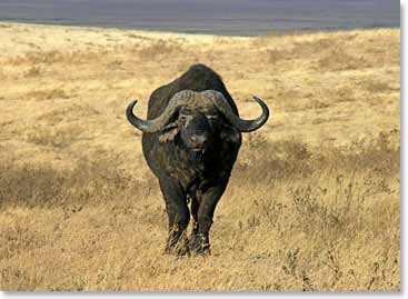 Cape Buffalos