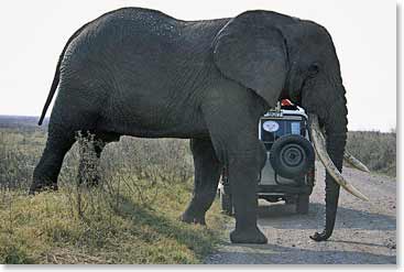 African elephants