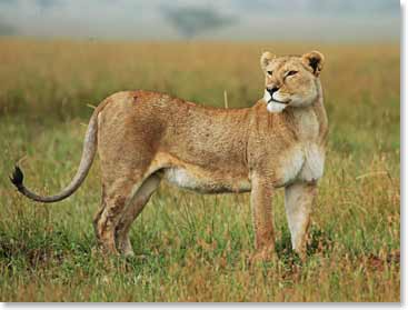 A majestic female lion keeps a watchful eye out.