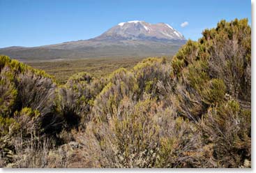 Walking through the Shira Plateau, a great view of the Lemosho route which leads up Kilimanjaro. 