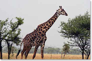 Giraffes can been seen where trees grow because they love to eat the tender leaves of the Acacia trees. They each have distinctive patterns which makes it easy for the viewer to tell them apart. 
