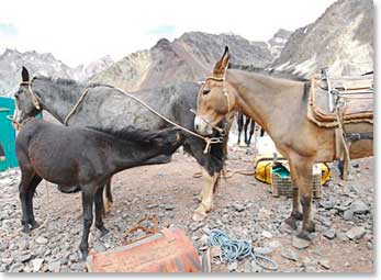 This hardworking mother brought her colt along on the long carry to Plaza de Mulas