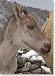 A new arrival! Temba and Yangzing’s horse delivered a new mare colt about three weeks ago. She is beautiful and a bit wild, so we decided to name her Leila