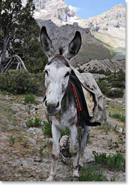 Out “Tajik Taxis”, the donkeys were adorable, although quite noisy at times