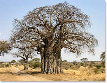 A gigantic Baobab tree. Dave looks tiny, standing below!
