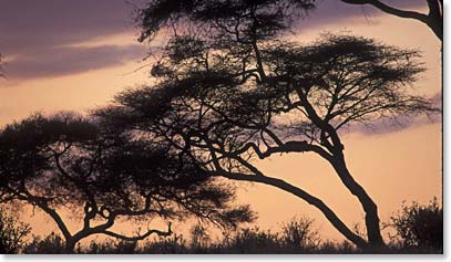 A leapord sleeps in a tree, silhouetted against an early morning African sky.