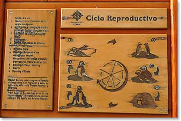 The Penguin Reproductive Cycle