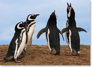 The females can identify their mate by his voice. This fellow seems to have lost his wife.