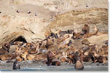 Sea lions do not make life easy. There are a lot of them and they love to snack on penguins.