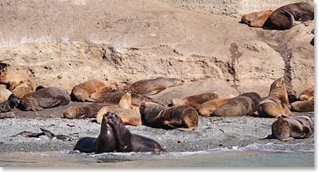 We could not tell if this sea lion moment was romantic or if there was a fight going on.