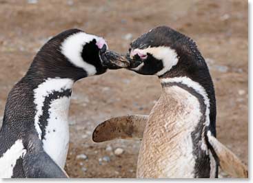 Penguin Love