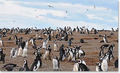 Any time you see a group of penguins, there initially seems to be nothing going on but chaos.