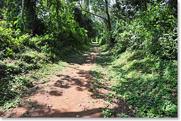 They hiked Kilimanjaro’s most beautiful and unspoiled forest route to Umbwe Cave Camp