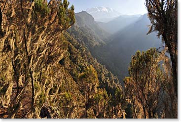 Their trail today is steep, forested gorges and led them toward the high timberline of Kilimanjaro