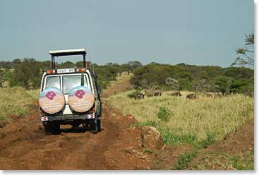 On our way to Tarangire National Park in the Berg Adventures safari jeep.