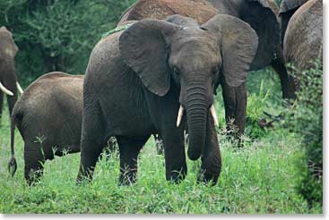 Up close and personal with a herd of elephants.