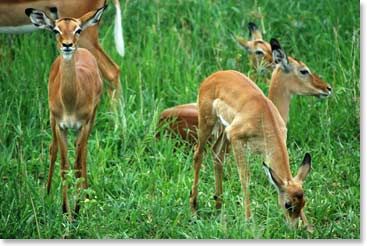 A group of young impalas.
